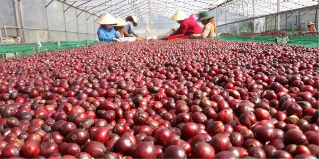 Nước thải chế biến cà phê